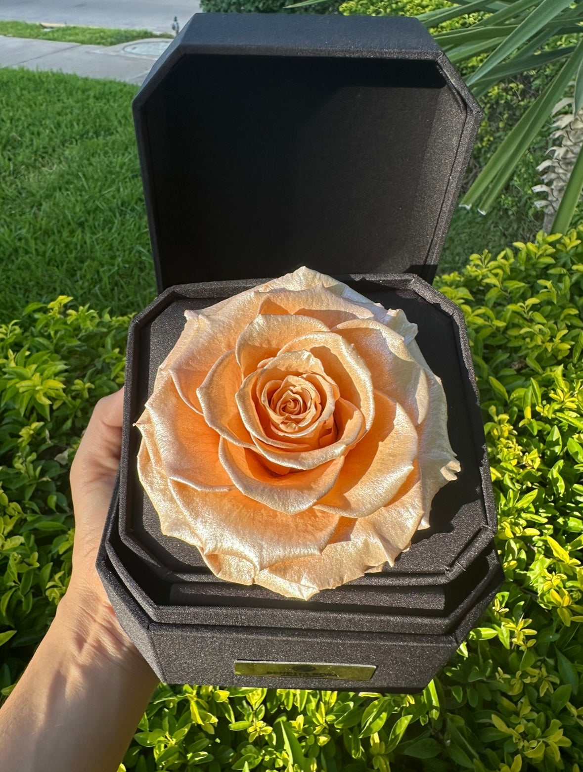 Rosa Eterna Satinada Sat Pea – Gift Box Premium